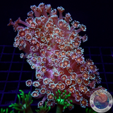 Goniopora spp. „Margo“ WYSIWYG