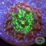 Ricordea yuma „Baby Bo“ WYSIWYG