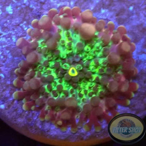 Ricordea yuma „Baby Bo“ WYSIWYG