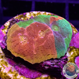 Echinophyllia spp. „Stained Glass“ WYSIWYG