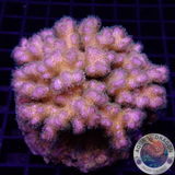 Pocillopora damicornis. „Yellow Birdy“ WYSIWYG