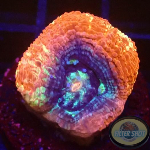 Homophyllia bowerbanki „Sicario“ WYSIWYG