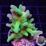 Acropora austera „Kryptonite“ WYSIWYG „AD Special“