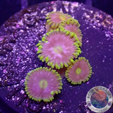 Krustenanemonen „Corona“ WYSIWYG