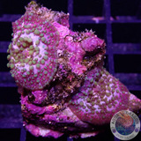 Discosoma spp. „Lava Lamp“ „AD Special“