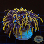 Euphyllia glabrescens „Raw“ AD Special