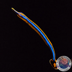 Doryrhamphus excisus „Blaustreifen-Seenadel“