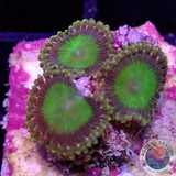 Krustenanemonen „Electric Oompa Loompa“ AD Special