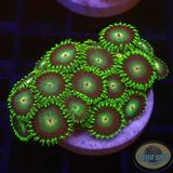 Krustenanemonen „Tropical Emeralds“