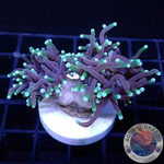 Euphyllia glabrescens „Black Gold“ WYSIWYG