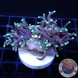 Euphyllia glabrescens „Black Gold“ WYSIWYG