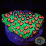 Cyphastrea spp. „Alien Pox“ WYSIWYG „AD Special“