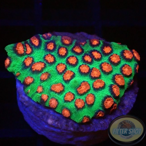 Cyphastrea spp. „Alien Pox“ WYSIWYG „AD Special“