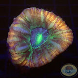Cynarina lacrymalis „Rainbow Cushion“ WYSIWYG
