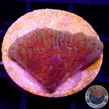 Montipora spp. „Chili Pepper“ 🌶️