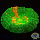 Homophyllia australis „Bleeding Apple“ WYSIWYG