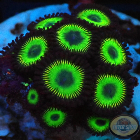 Krustenanemonen „Candy Apple Green“