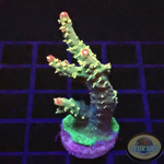 Acropora spp. „Confetti“ WYSIWYG