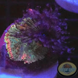 Ricordea yuma & Sabellastarte spp. „Rico‘s Friend“ WYSIWYG „AD Special“