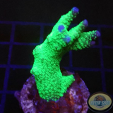 Montipora digitata „Toxic“ WYSIWYG