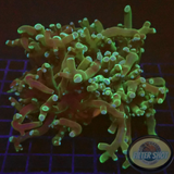 Euphyllia yaeyamaensis „Y. Heart Frog“