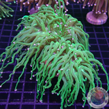 Euphyllia glabrescens „Blueberry“ WYSIWYG
