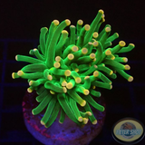 Euphyllia glabrescens „Cotton Candy“ WYSIWYG „AD Special“