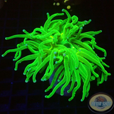 Euphyllia glabrescens „She Hulk“ WYSIWYG