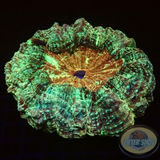 Acanthophyllia deshayesiana „Soho“ WYSIWYG