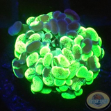 Euphyllia baliensis „Grafted Voodoo“ WYSIWYG „AD Special“