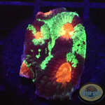Favia spp. „Resident Evil“ WYSIWYG „AD Special“