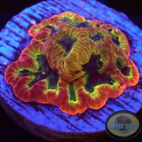 Favia spp. „Fantastico“ WYSIWYG