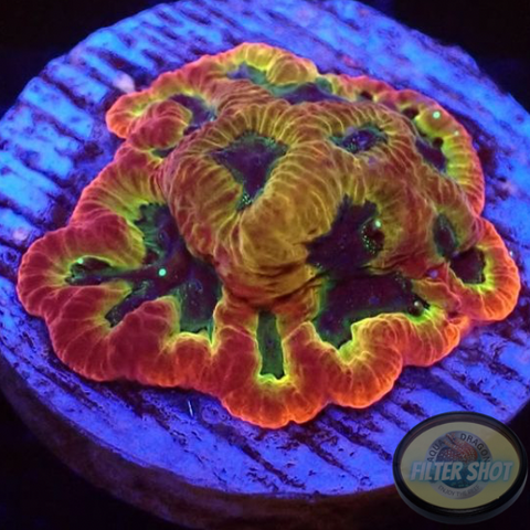 Favia spp. „Fantastico“ WYSIWYG