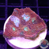 Echinophyllia spp. „Elm Street“ WYSIWYG