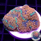 Ricordea florida „Shyne“ WYSIWYG „AD Special“