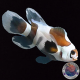Amphiprion ocellaris „Black Storm & Black Storm Extreme Longfin“ Nachzucht Paar