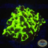 Montipora spp. „Toxic Fuel“