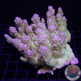 Acropora spp. „Lemon Candy“ WYSIWYG