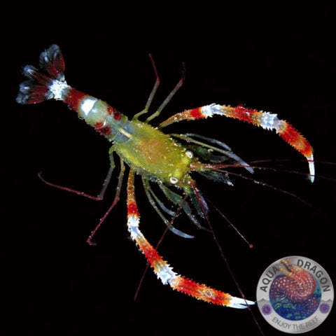 Stenopus zanzibaricus „Zanzibar-Scherengarnele“
