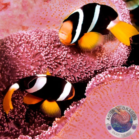 Amphiprion clarkii „Clarks-Anemonenfisch“ Paar Nachzucht