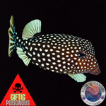 Ostracion meleagris „Weißtüfpel-Kofferfisch“ weiblich