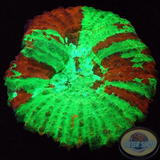 Lobopyhyllia spp. 🩸 Bleeding Apple“ 🍏 WYSIWYG