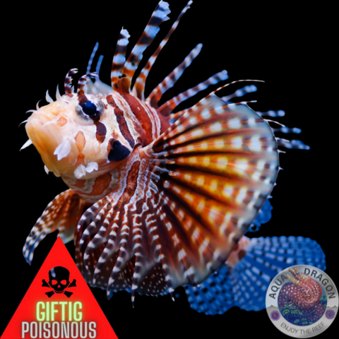 Dendrochirus zebra „Zebra-Zwergfeuerfisch“