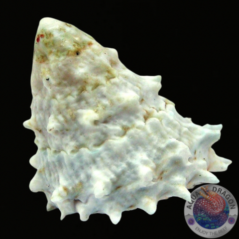 Astralium rhodostomum "Rotmund-Sternschnecke"