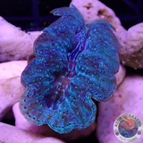 Tridacna crocea WYSIWYG