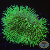 Sarcophyton spp. „Hedgehog“