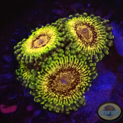 Krustenanemonen „Adonis“ AD Special