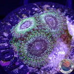 Krustenanemonen „Adonis“ AD Special