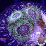 Krustenanemonen „Adonis“ AD Special