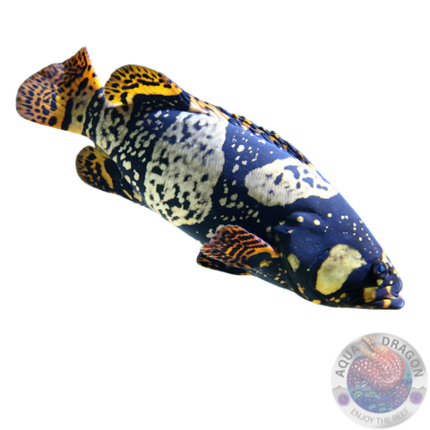 Epinephelus lanceolatus „Riesenzackenbarsch“ Nachzucht